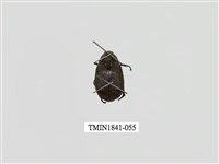 藏品(菲律賓產昆蟲)的圖片